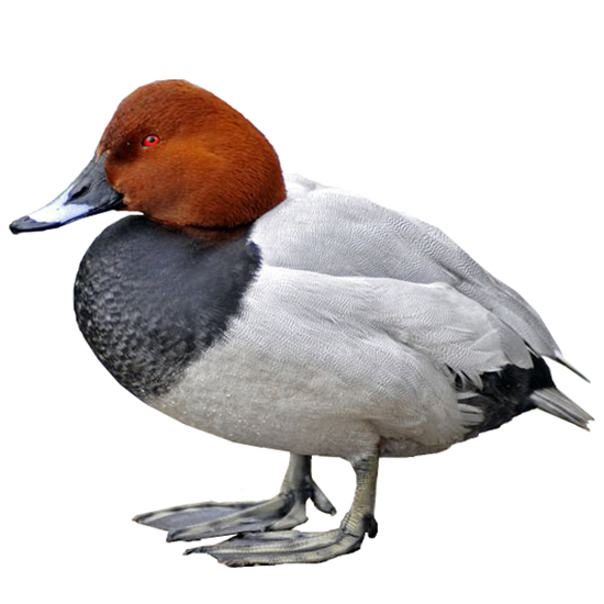 Common Pochard Duck